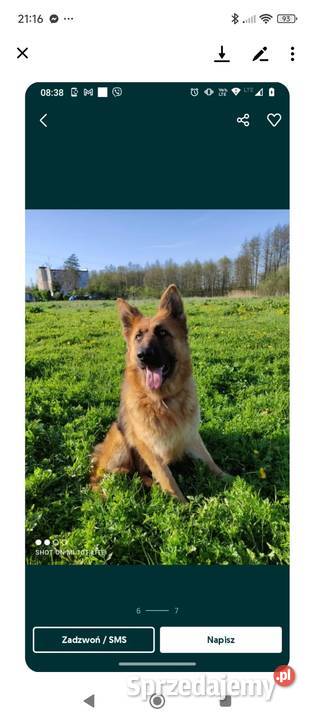 Szczeniaki owczarka niemieckiego Białobrzegi