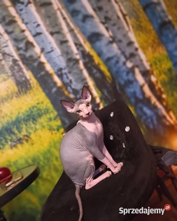 Kotka Sfinks Kanadyjski wielkopolskie Pleszew sprzedam