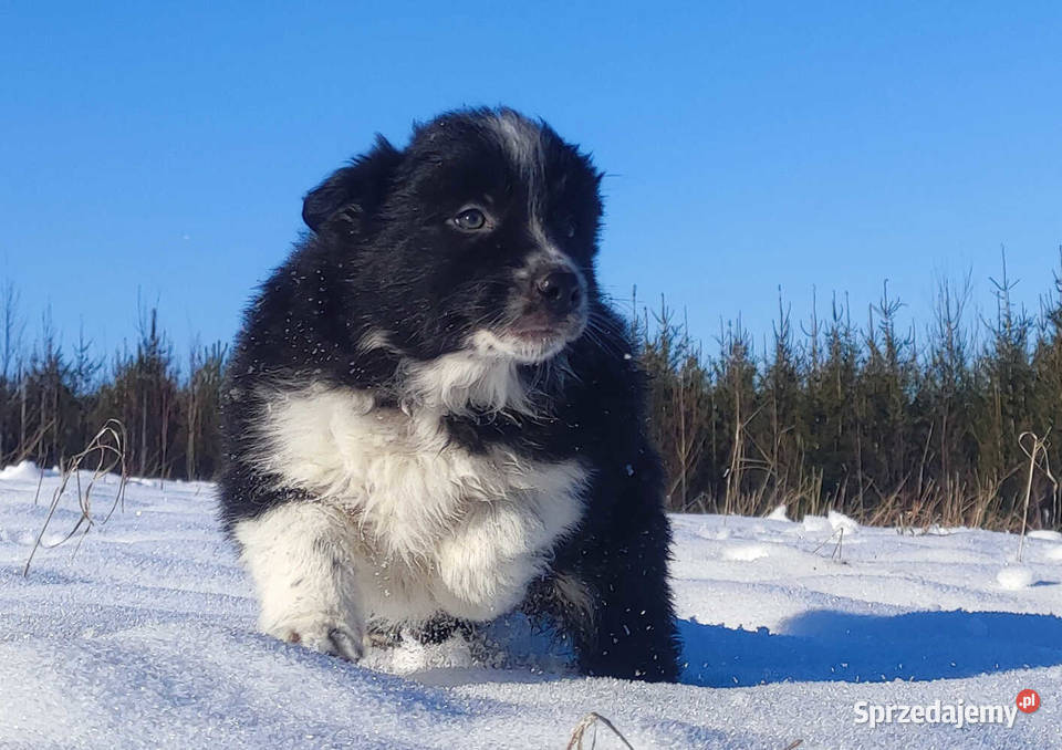 Suczka Border Collie Rasowy Szczeniak z Hodowli Iwonicz