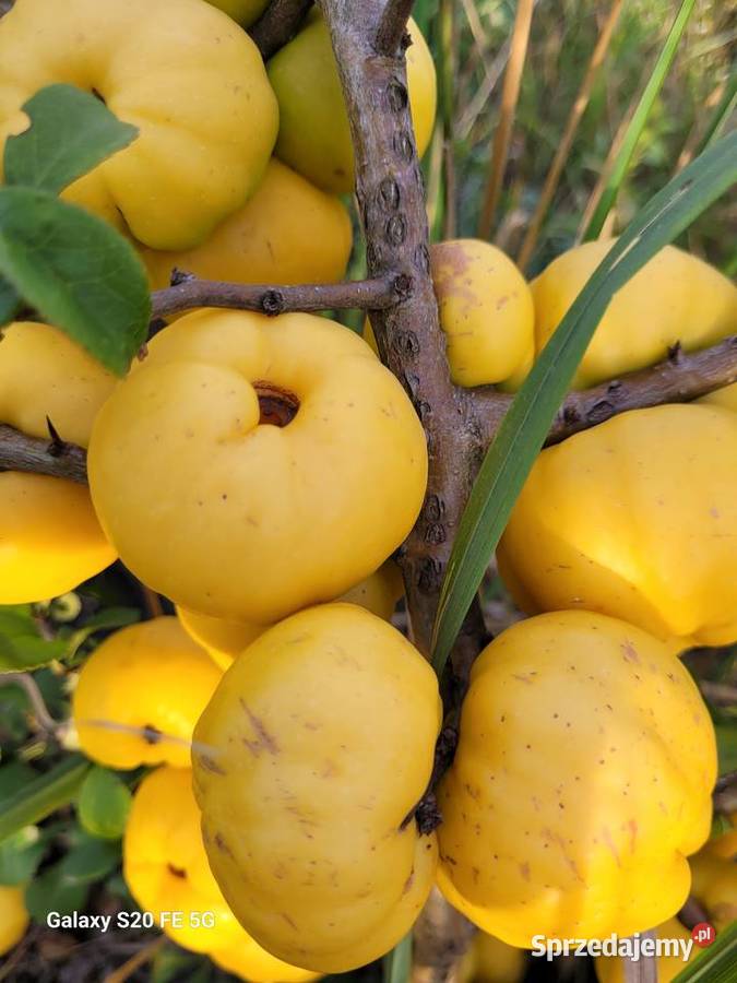 Sok tłoczony ze zwieżych owoców pigwowca NFC Szczawin