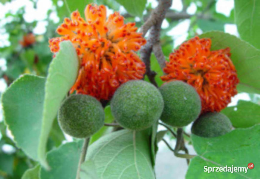 BRUSONENCJA MORWA PAPIEROWA Broussonetia kujawsko-pomorskie Lubanie sprzedam