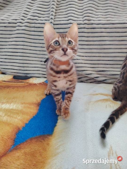 Sprzedam koty bengalskie