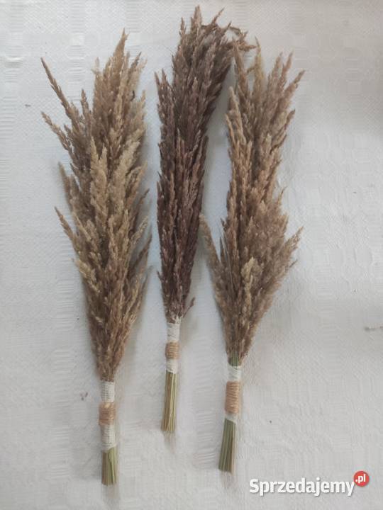 Suszone trawy palemki Kraśnik sprzedam