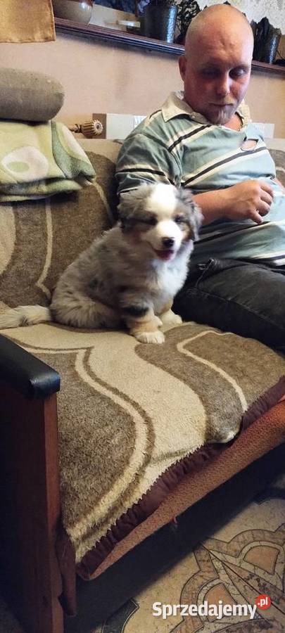 Miniaturowy owczarek amerykański śląskie Sosnowiec