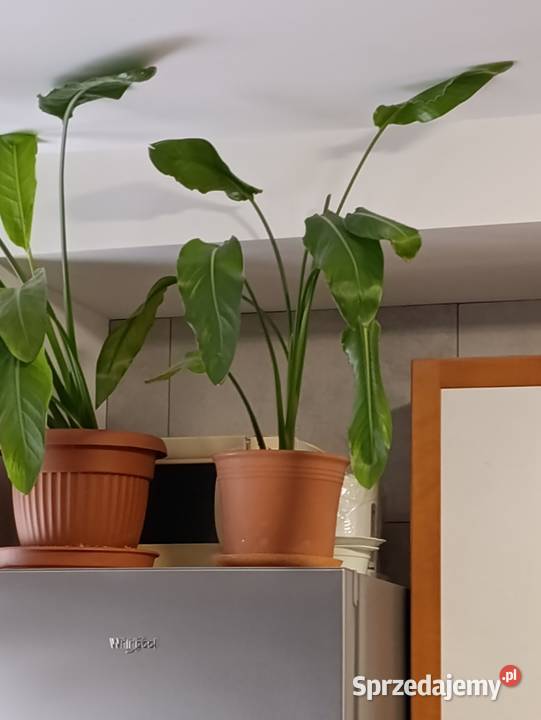 skrzydłokwiat kolejny sprzedam Poznań