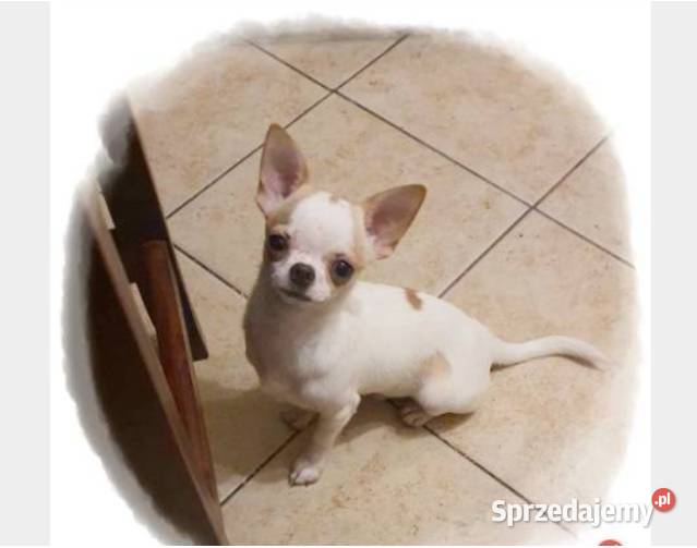 Chihuahua śliczny odchowany piesek biały w łatki Częstochowa