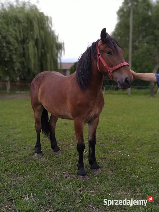 Sprzedam wałacha Konie Murowana Goślina