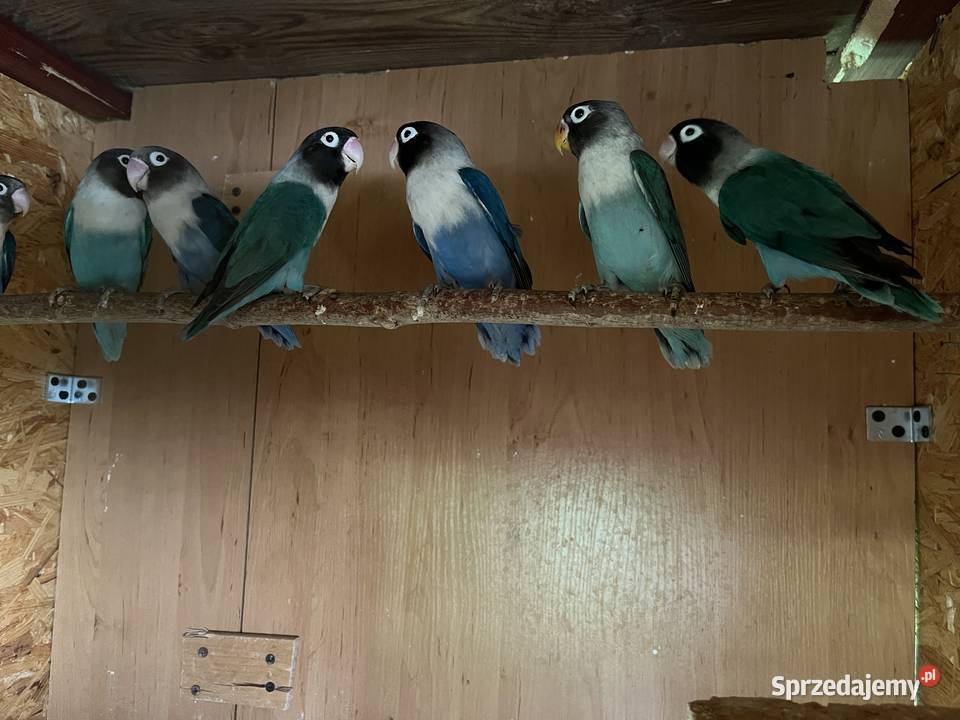 Nierozłączki Czarnogłowki czerwonoczelne Chomentów-Puszcz