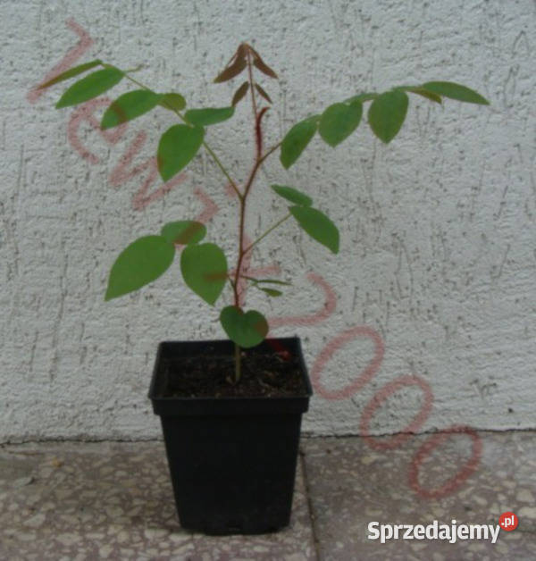 ROBINIA fertilis Włochata sadzonki w doniczkach kujawsko-pomorskie Ustronie