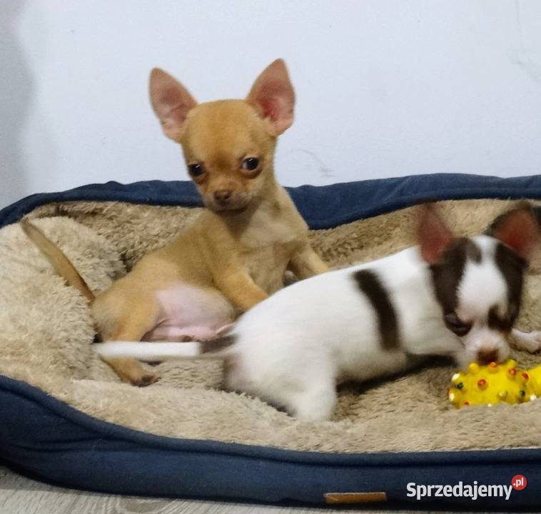 Chihuahua pieski wielkopolskie Września