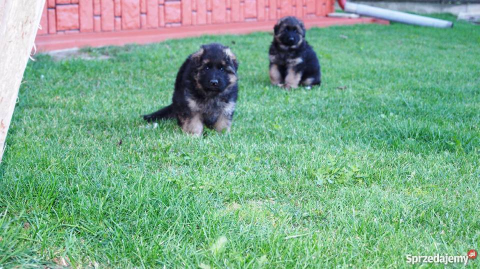 Owczarek niemiecki długowłosy szczeniaki okazja Tarnobrzeg