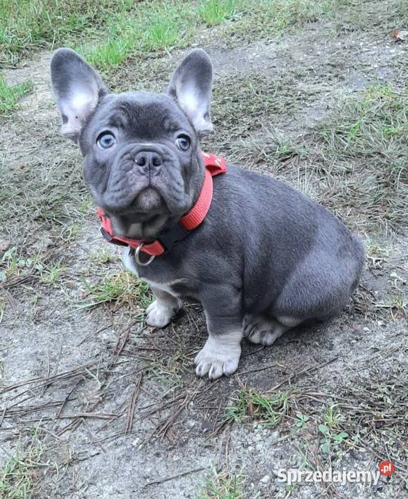 Buldog francuski piesek łódzkie Pabianice