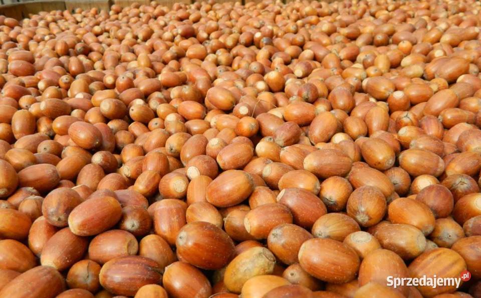 Żołędzie dębu szypułkowego żołądź szypułkowy Koszalin sprzedam