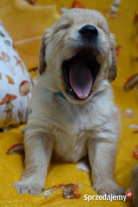 Golden Retriever pieski i suczki złote Tułowice
