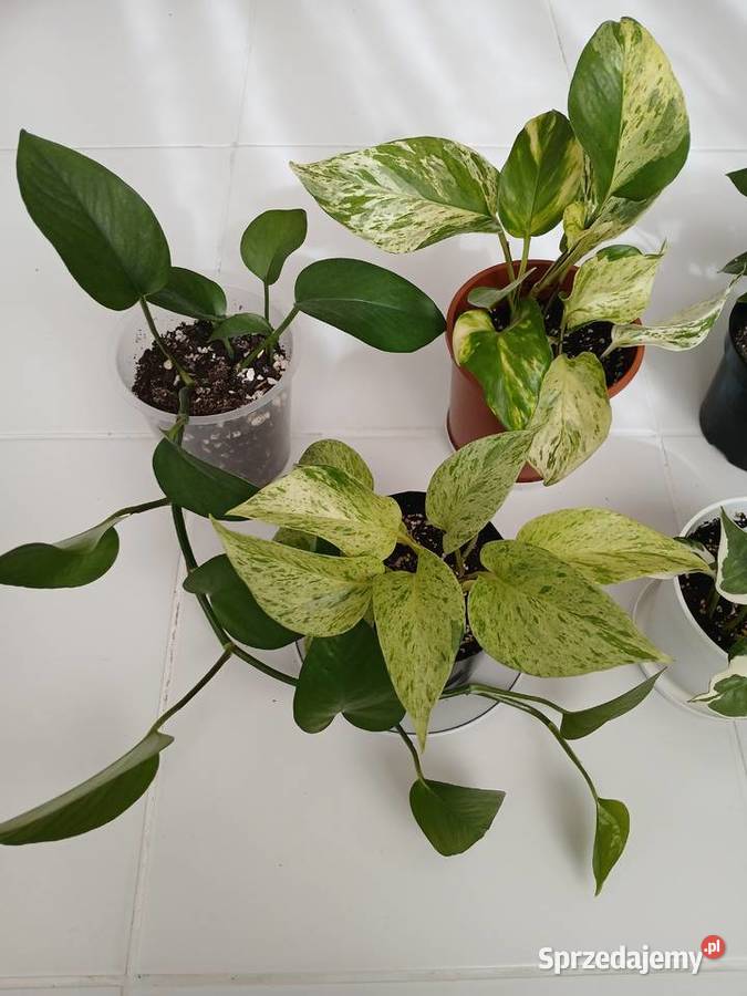 Epipremnum różne odmiany Częstochowa