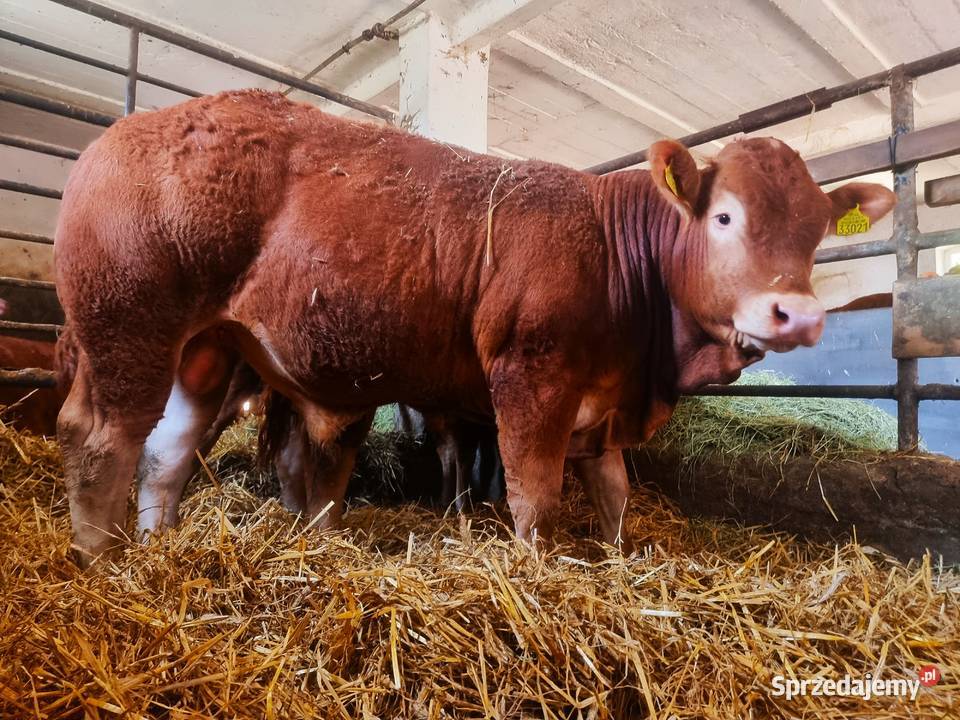 SPRZEDAM byki rasy Limousine 100 BEZROŻNE Radzyń Podlaski