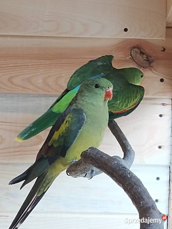 papuga górska berg samica z 24r Sarnaki