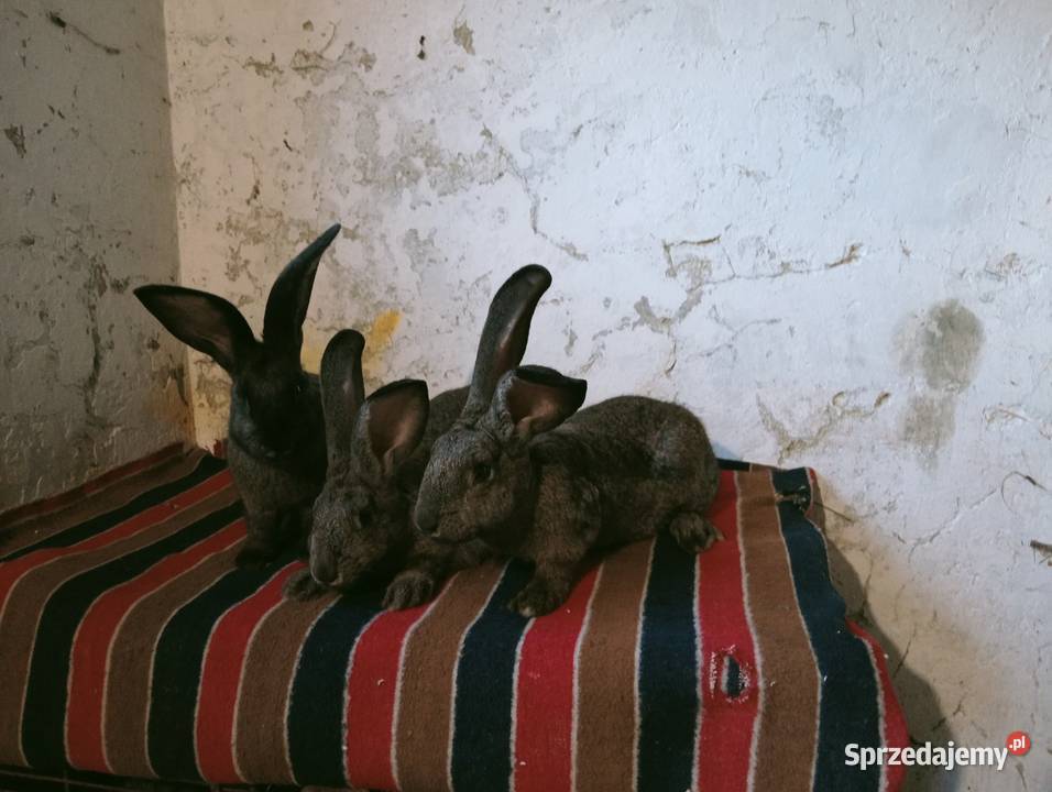 Młode Samice Obarzym