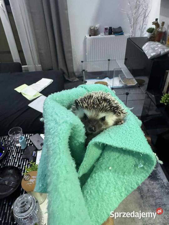 Jeż Pigmejski Białystok