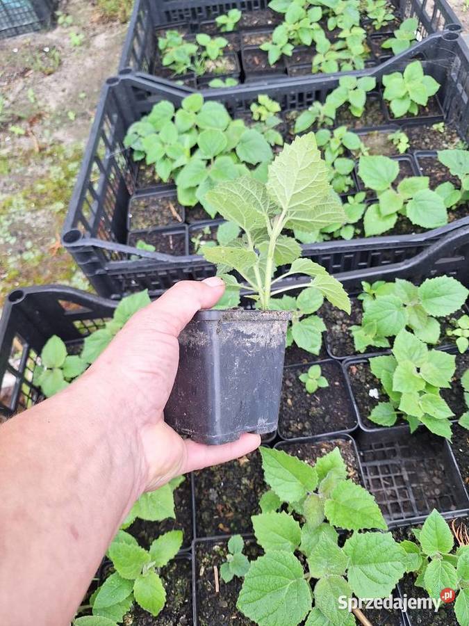 Paulownia Shan Tong w doniczkach p9 I korzeń Dorohucza