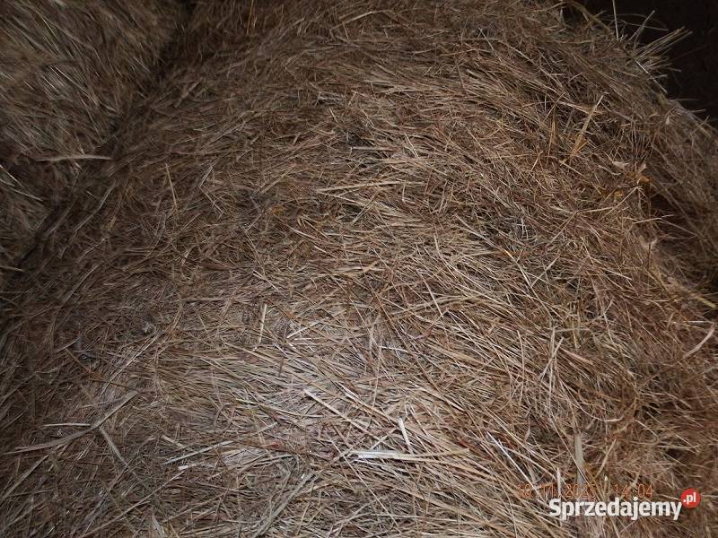 Siano pod dachem 2025 Ostróda