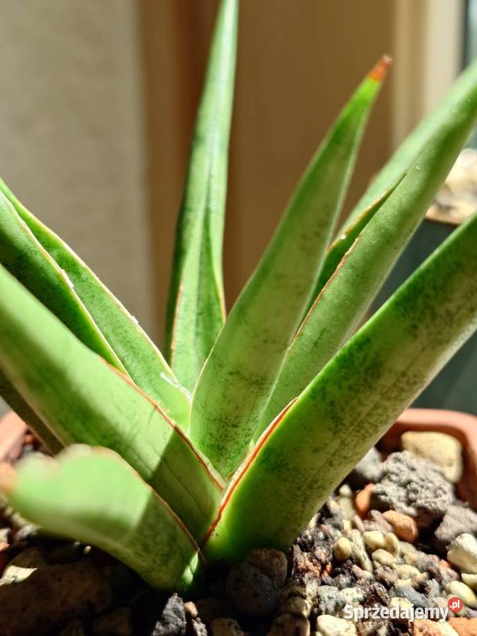 Sansevieria hybr White Medusa roślina z kolekcji Warszawa sprzedam