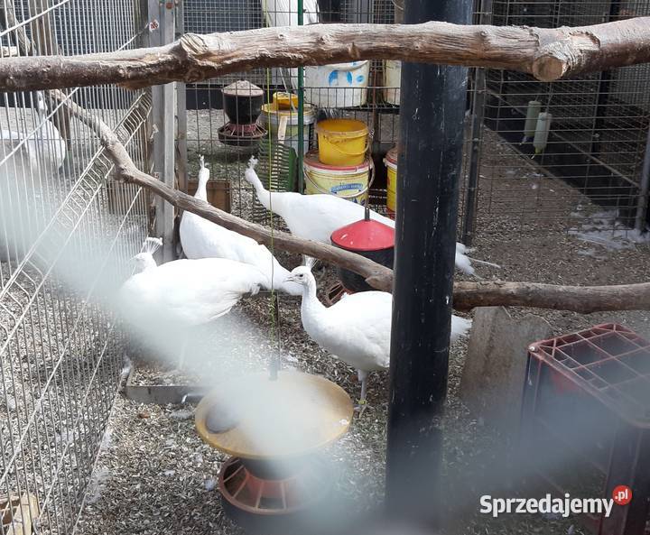 Sprzedam pawie białe Mizerów