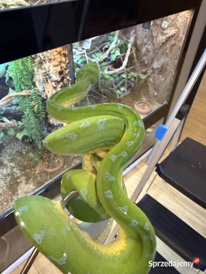 Morelia viridis pyton zielony Częstochowa