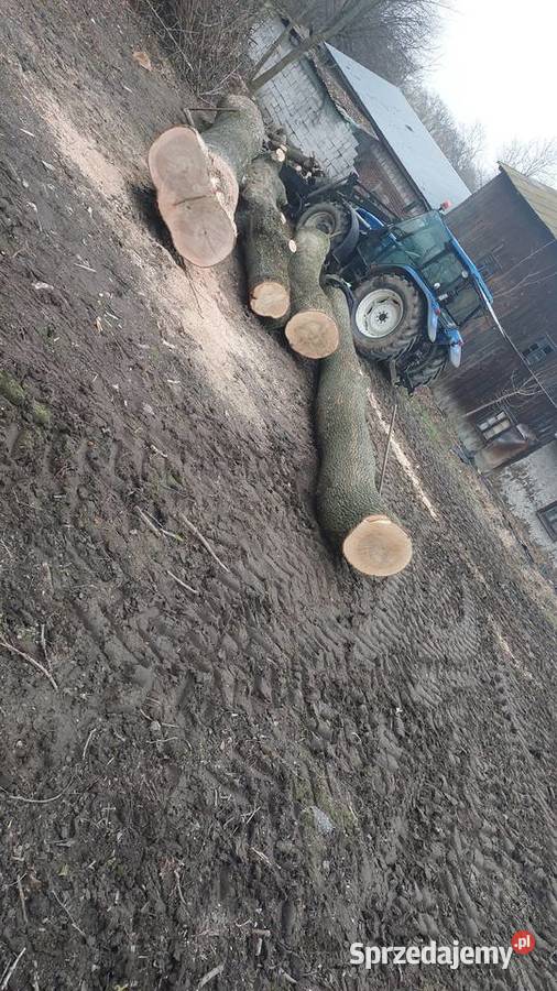 Sprzedam drzewo jesion Borzechów