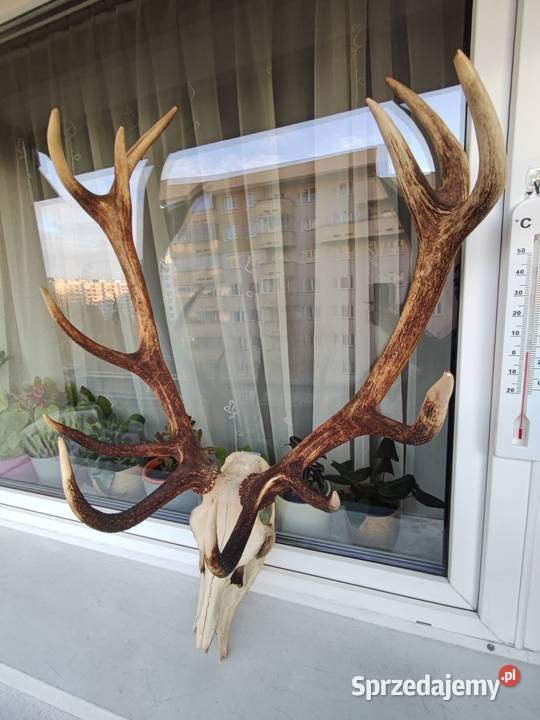 Duże poroże jelenia z czaszka do powieszenia Warszawa sprzedam