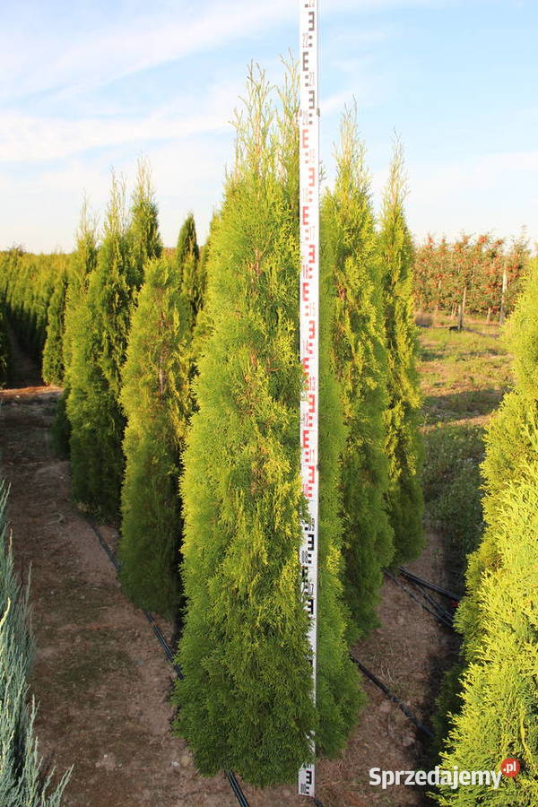 Tuja SzmaragdThuja Smaragd 220250 SUPER JAKOŚĆ mazowieckie Mogielnica