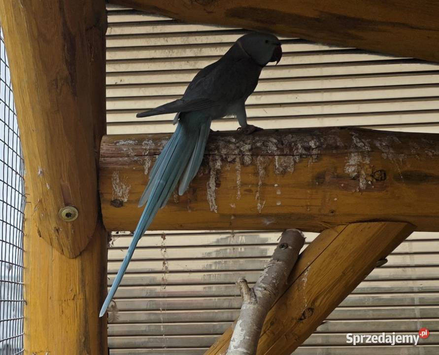 Aleksandretta obrożna Niebieska Samica Sulmierzyce