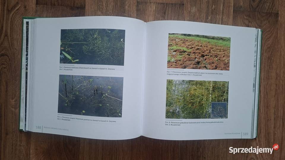 W krainie sosny Leśny Kompleks Promocyjny Bory Rok wydania 2023 lubuskie sprzedam