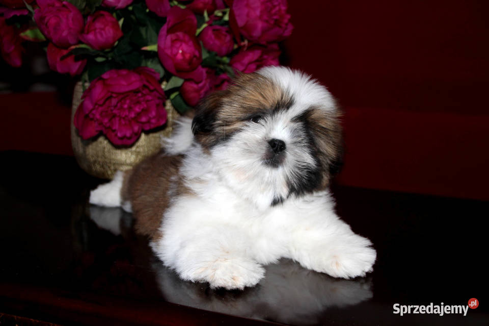 Shih Tzu Szczeniaczek Kościelisko