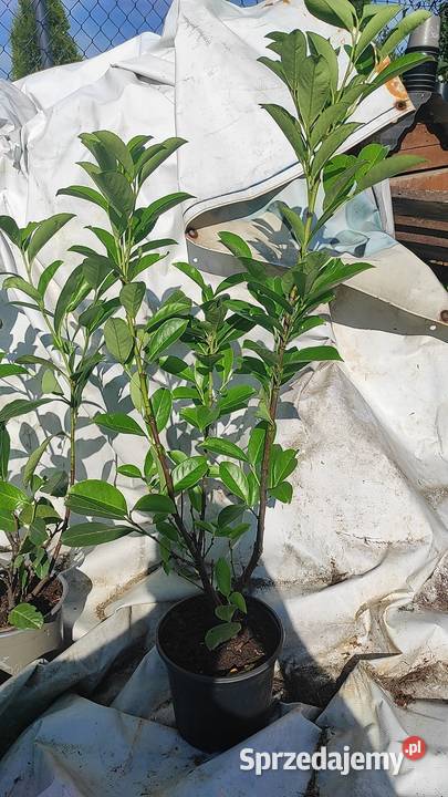 Laurowiśnia 70 Różne odmiany Radymno