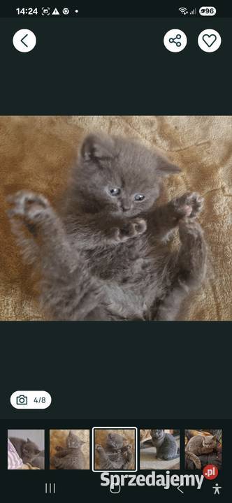 Brytyjskie niebieski chlopak krótkowłosy