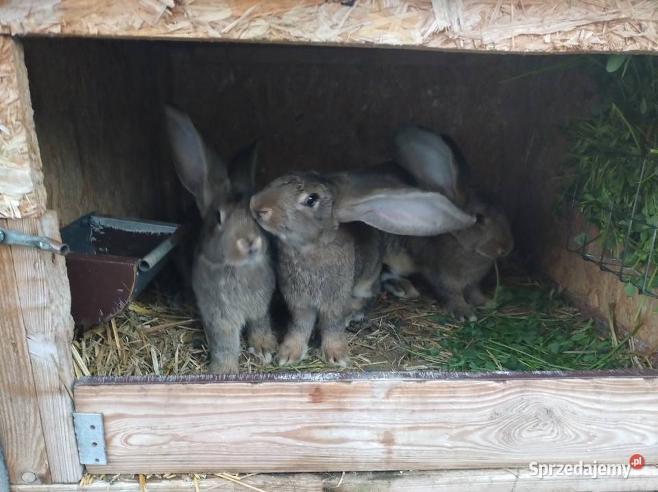 Samiczki olbrzym belgijski