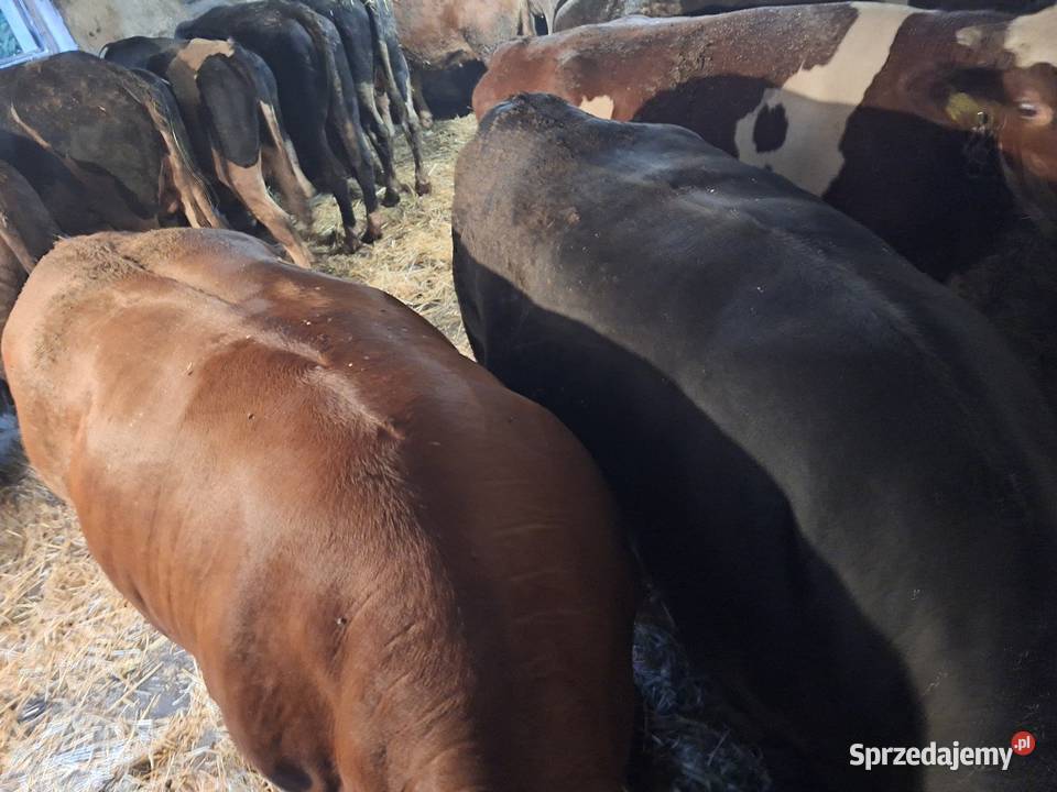 Sprzedam bydlo rzezne Głogówek
