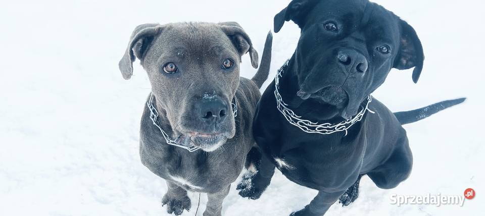 Pieski cane corso Radom