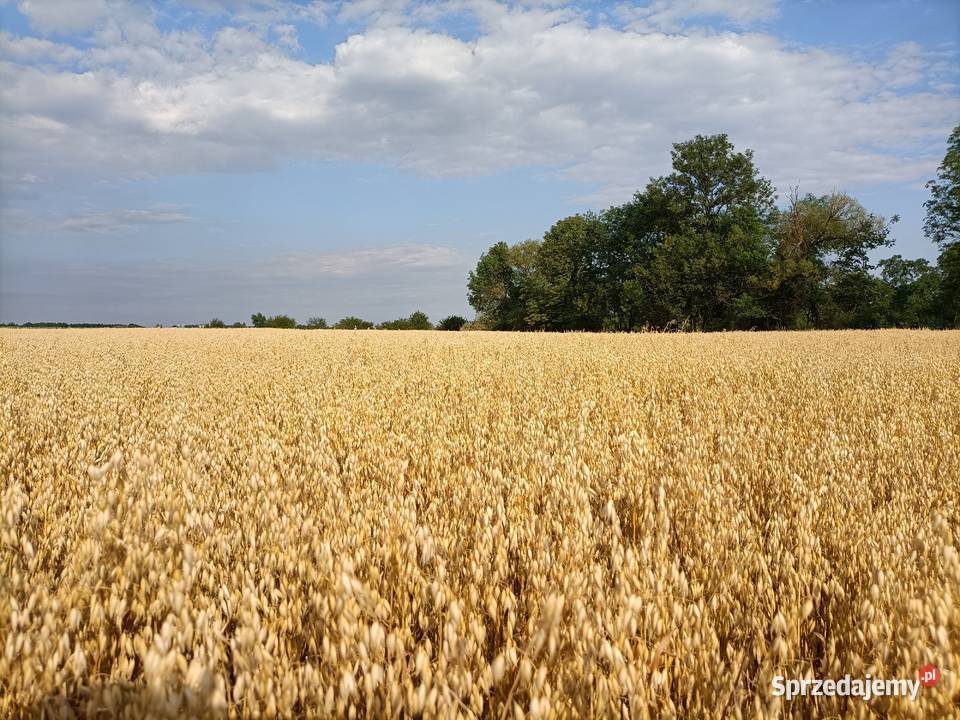 OWIES OZIMY tegoroczny plon 7 tha Zboża Radom