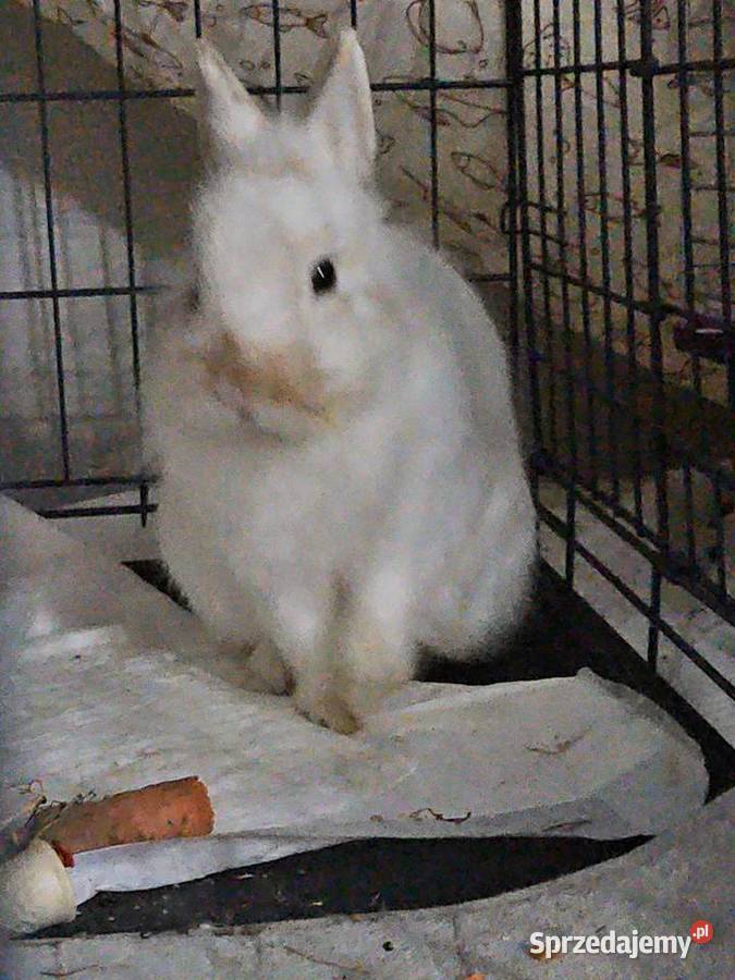 Królik miniaturka Końskie