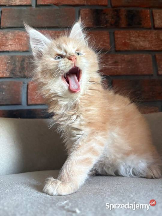 Maine Coon Ozzy kujawsko-pomorskie Szembruk