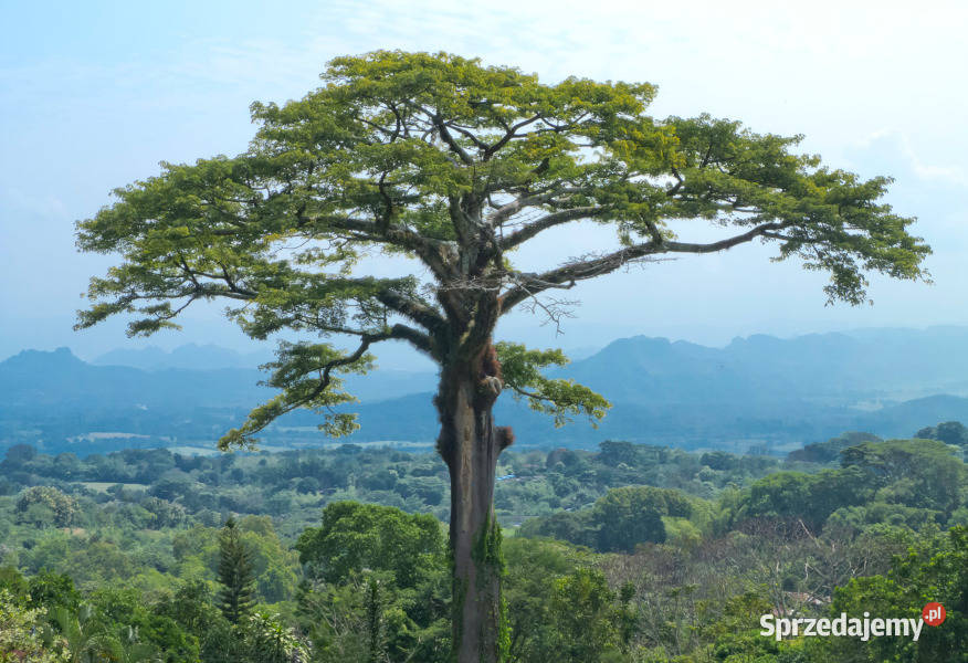 PUCHOWIEC PIĘCIOPRĘCIKOWY Ceiba pentandra Lubanie