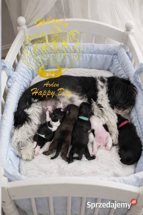 Szczenięta shih tzu z genem blue Zawiercie