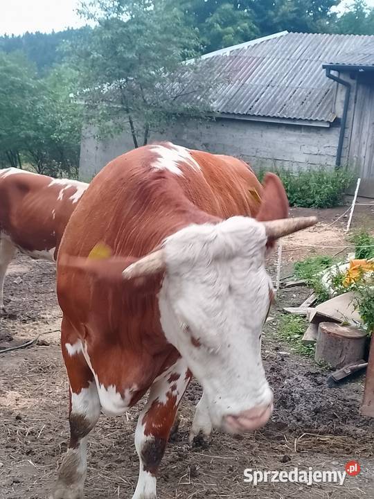 Jałówka cielna 6 miesiąc Porąbka