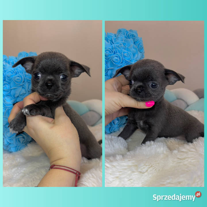 Chihuahua piesek krótkowłosy niebieski Blue łódzkie Bełchatów sprzedam