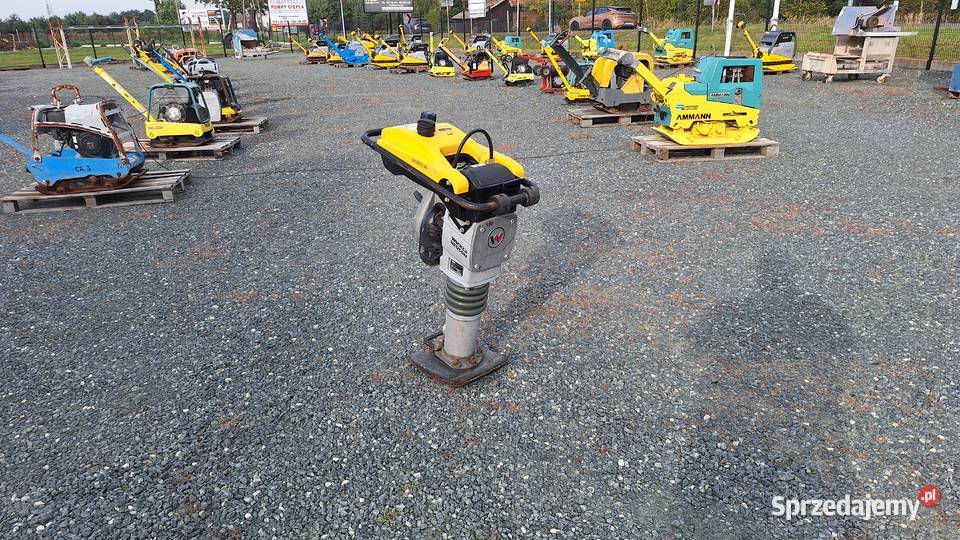 Skoczek Stopa WACKER NEUSON BS 502 plus 11in Rok produkcji 2019 Trzebnica