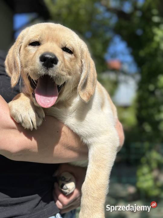 Piękny biszkoptowy Labrador z rodowodem FCI ZKwP Labrador Łódź sprzedam