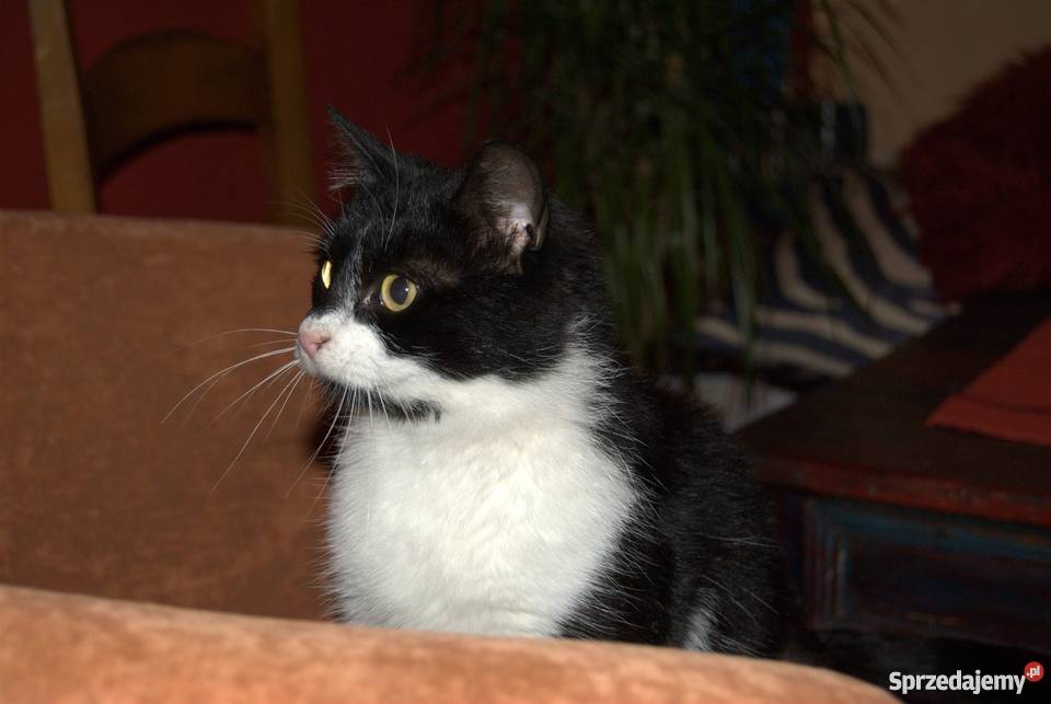 Kicie szukają domu Białystok sprzedam