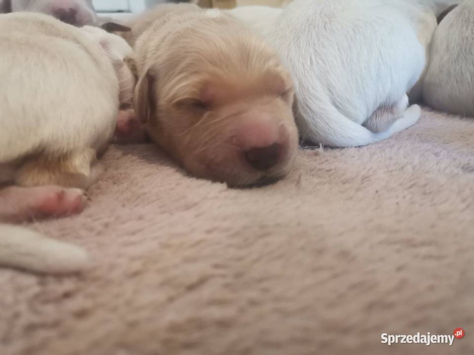 Przesłodkie śliczności Golden Retriver sprzedam